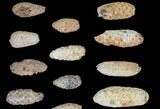 Lot: Fossil Seed Cones (Or Aggregate Fruits) - Pieces #148844-1